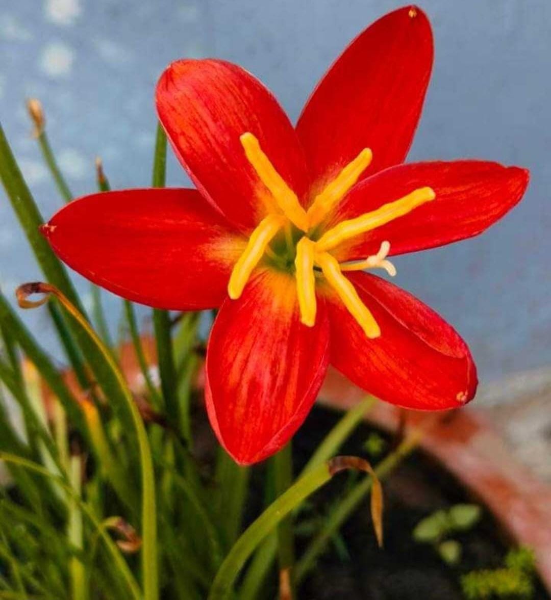 Rain Lily Hybrid - Flame of Bangladesh