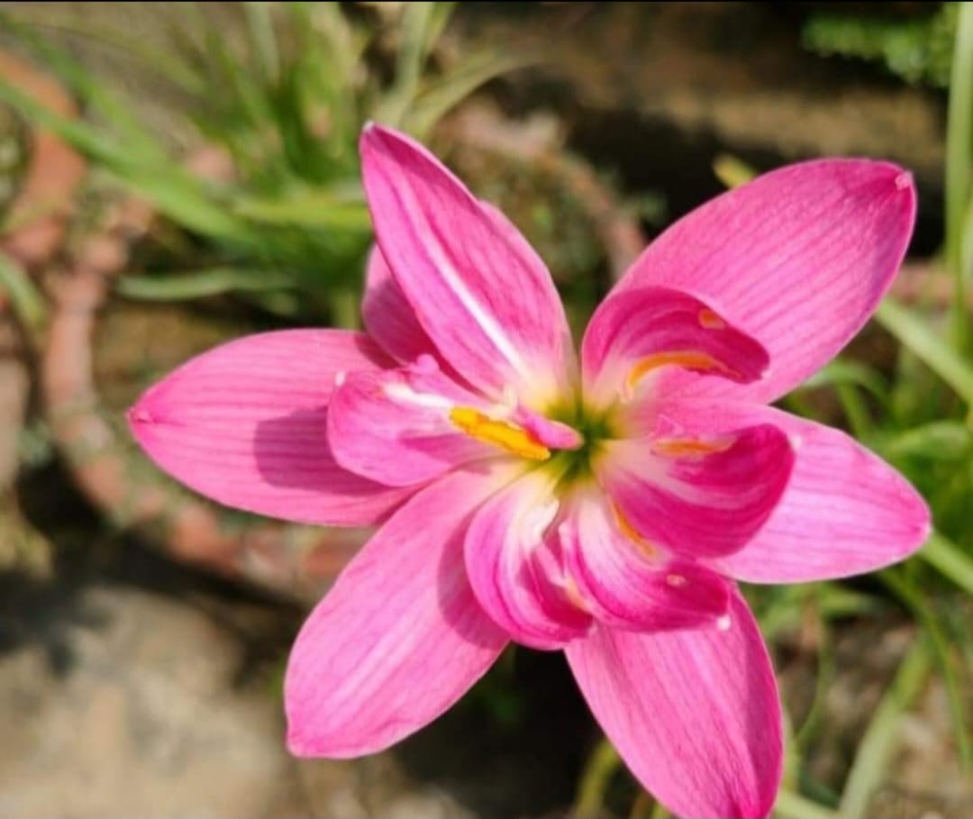 Rain Lily hybrid - Double Lotus