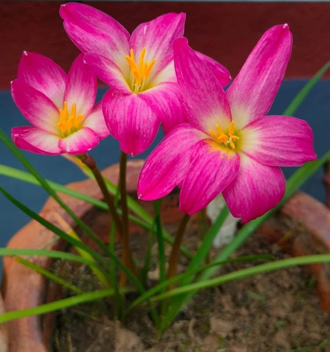 Rain Lily hybrid - Eternal Flame