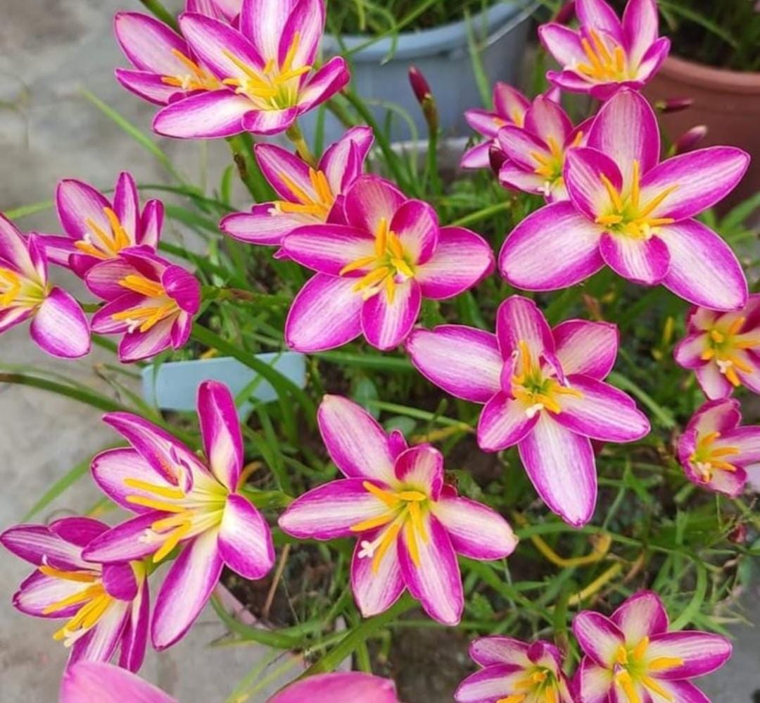 Rain Lily hybrid - Mi Picotee