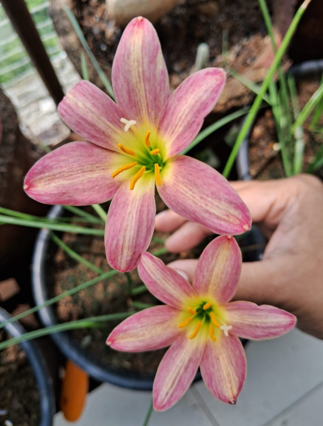 Rain Lily hybrid - Rose Perfection