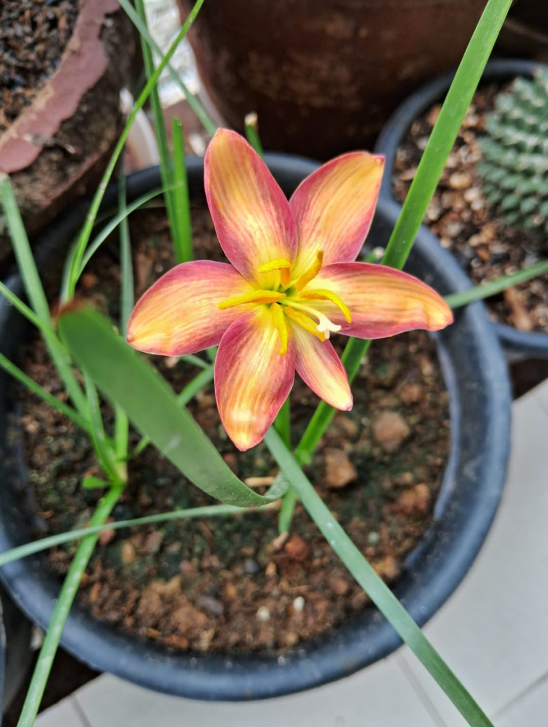 Rain Lily hybrid - Rustic Ray