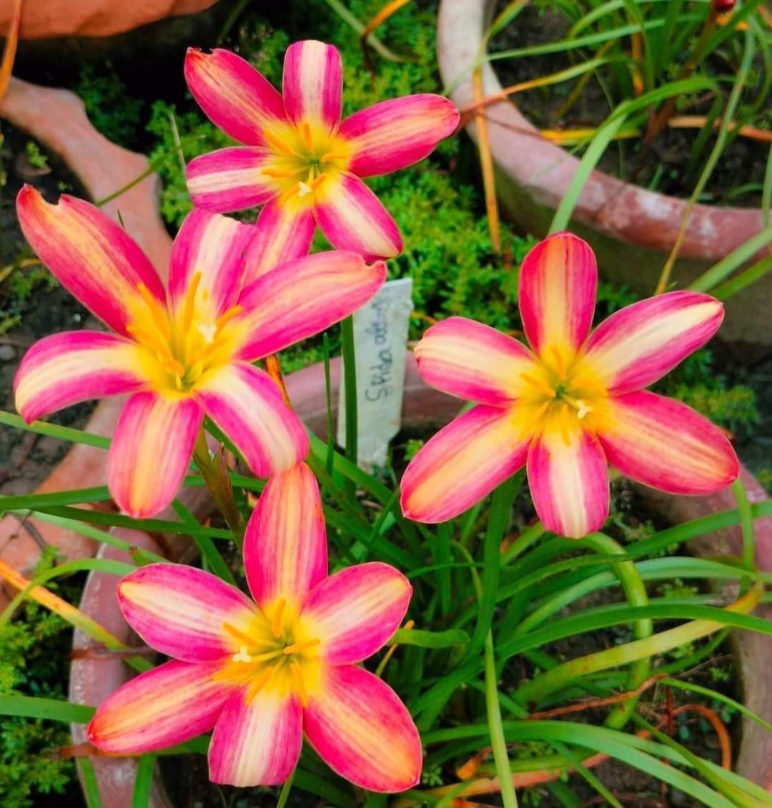 Rain Lily hybrid