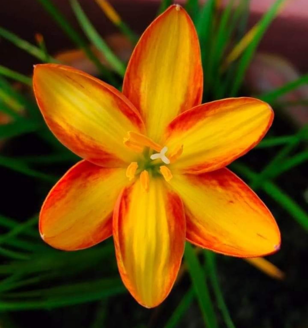 Rain Lily hybrid