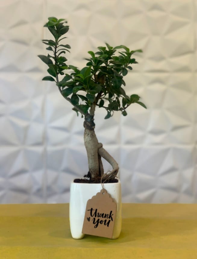Ficus bonsai in ceramic pot
