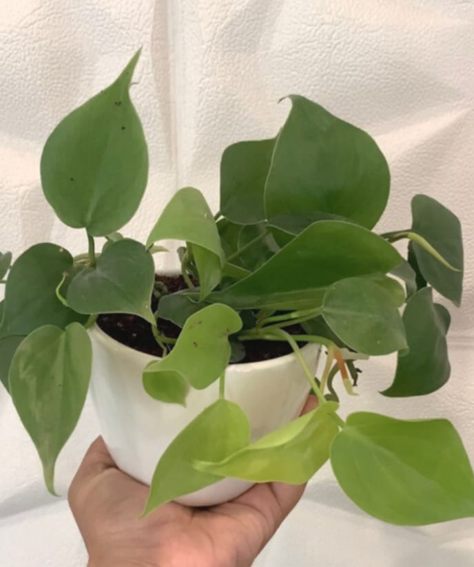 Philodendron oxy