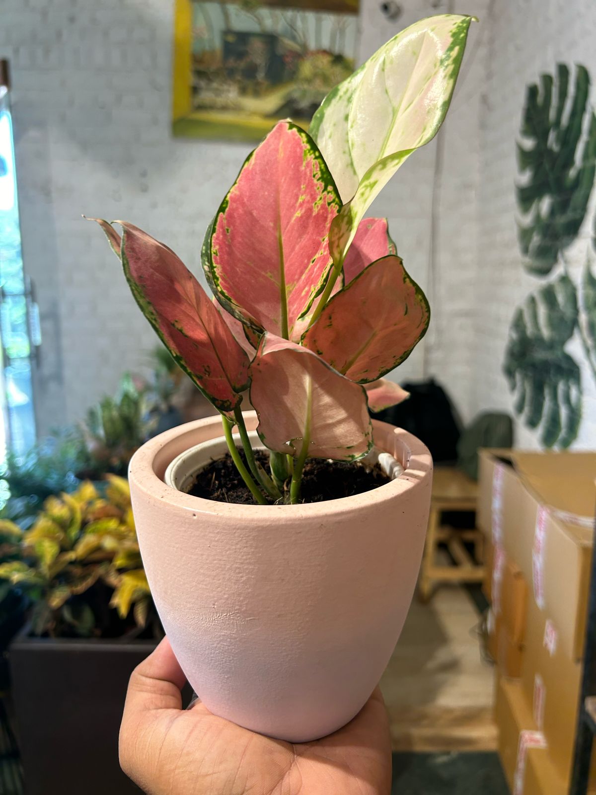 Aglaonema Red