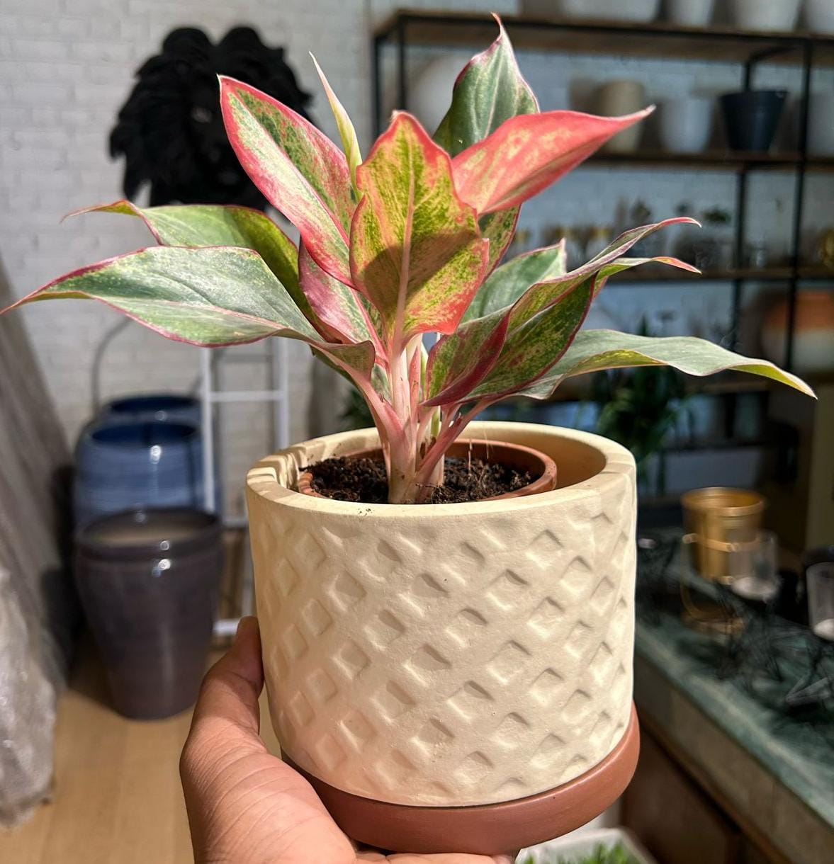 Aglaonema lipstick