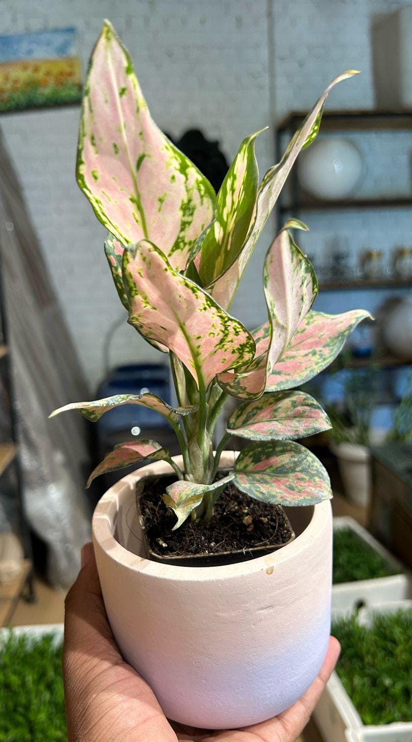 Aglaonema