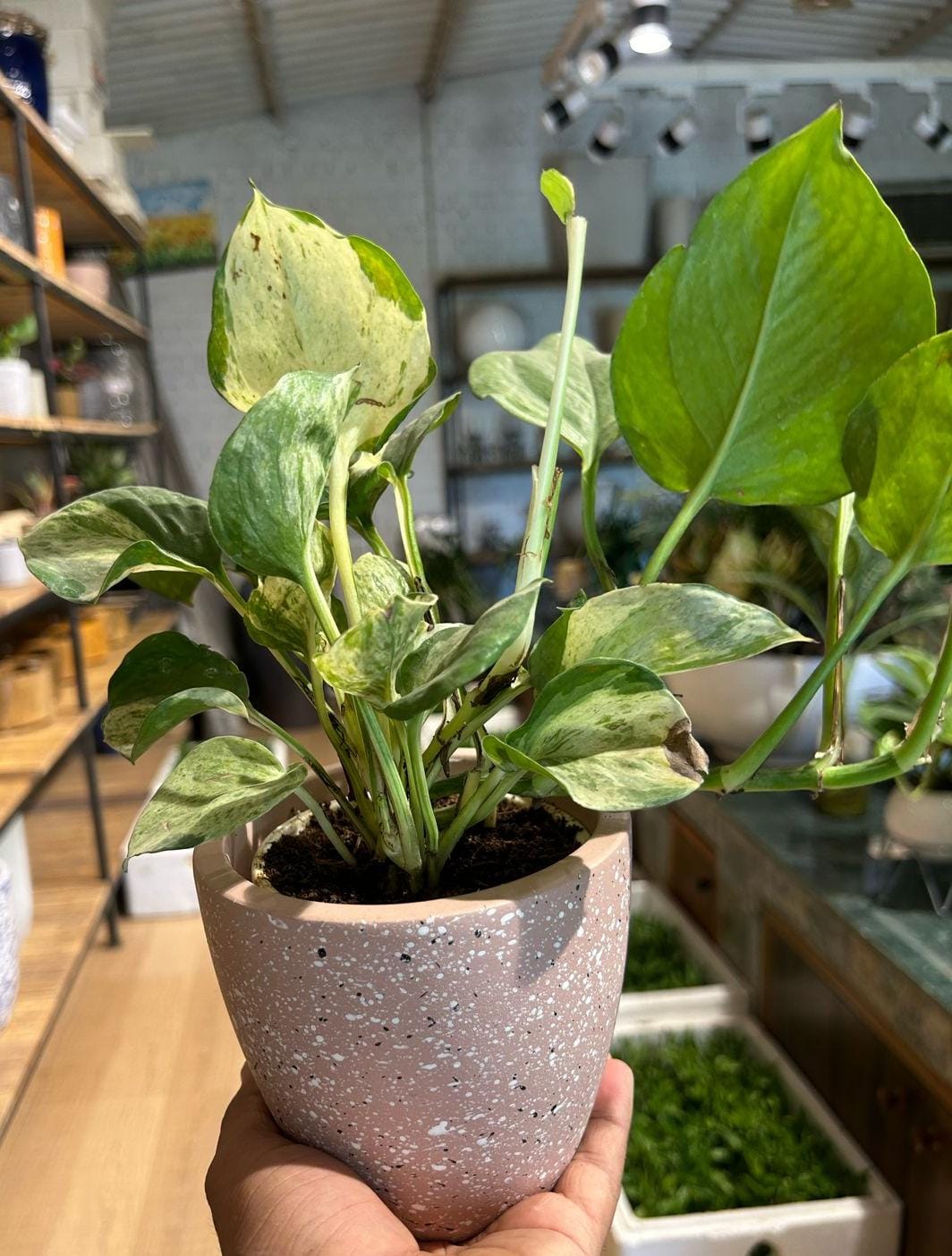 Marble queen Pothos