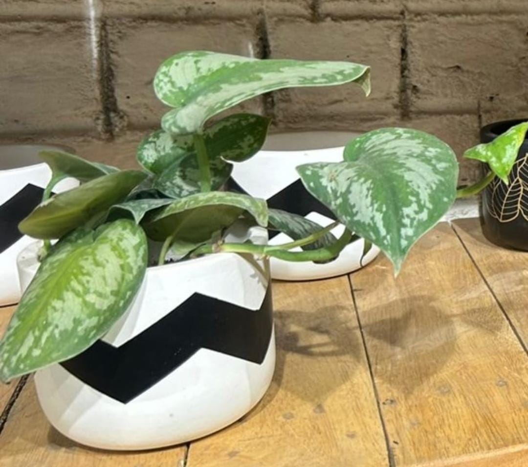 Satin pothos