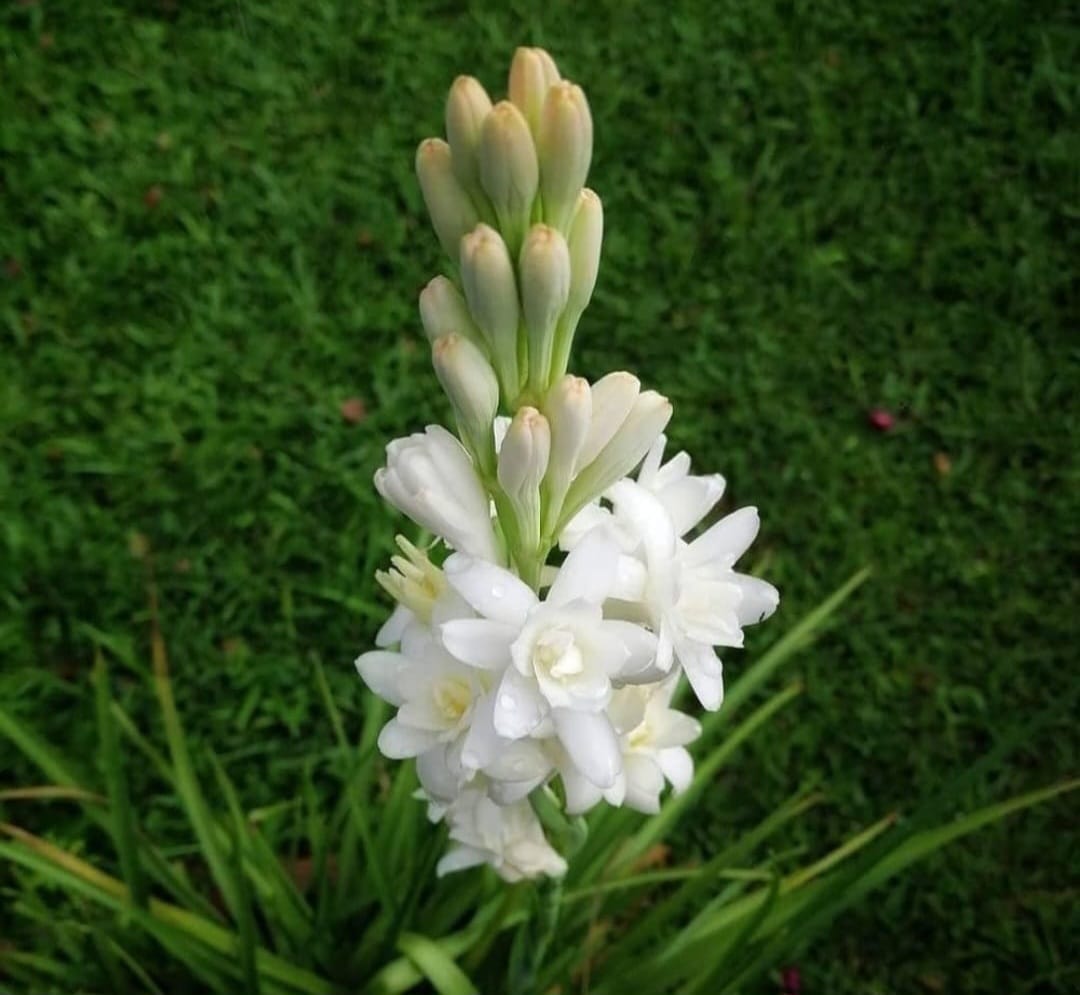 Tuberose/ Rajnigandha double petal