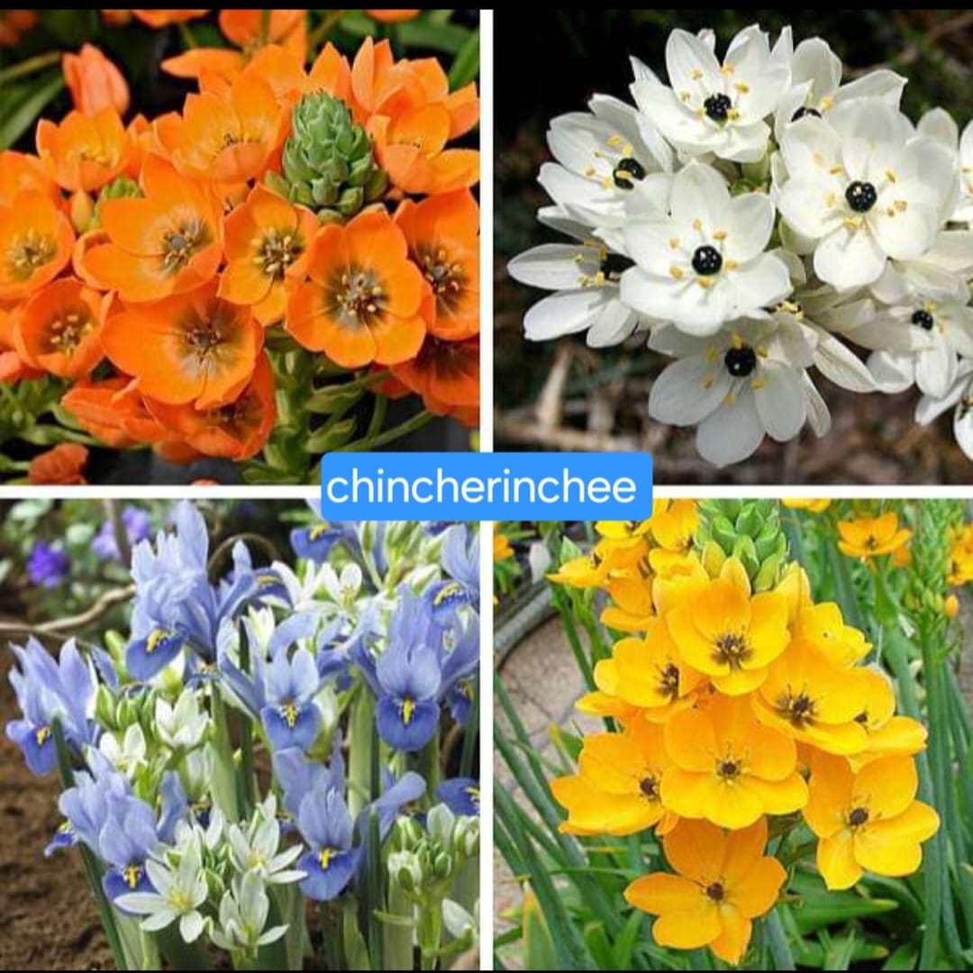 Chincherinchee