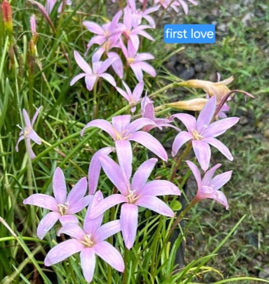 Rain Lily hybrid - First Love