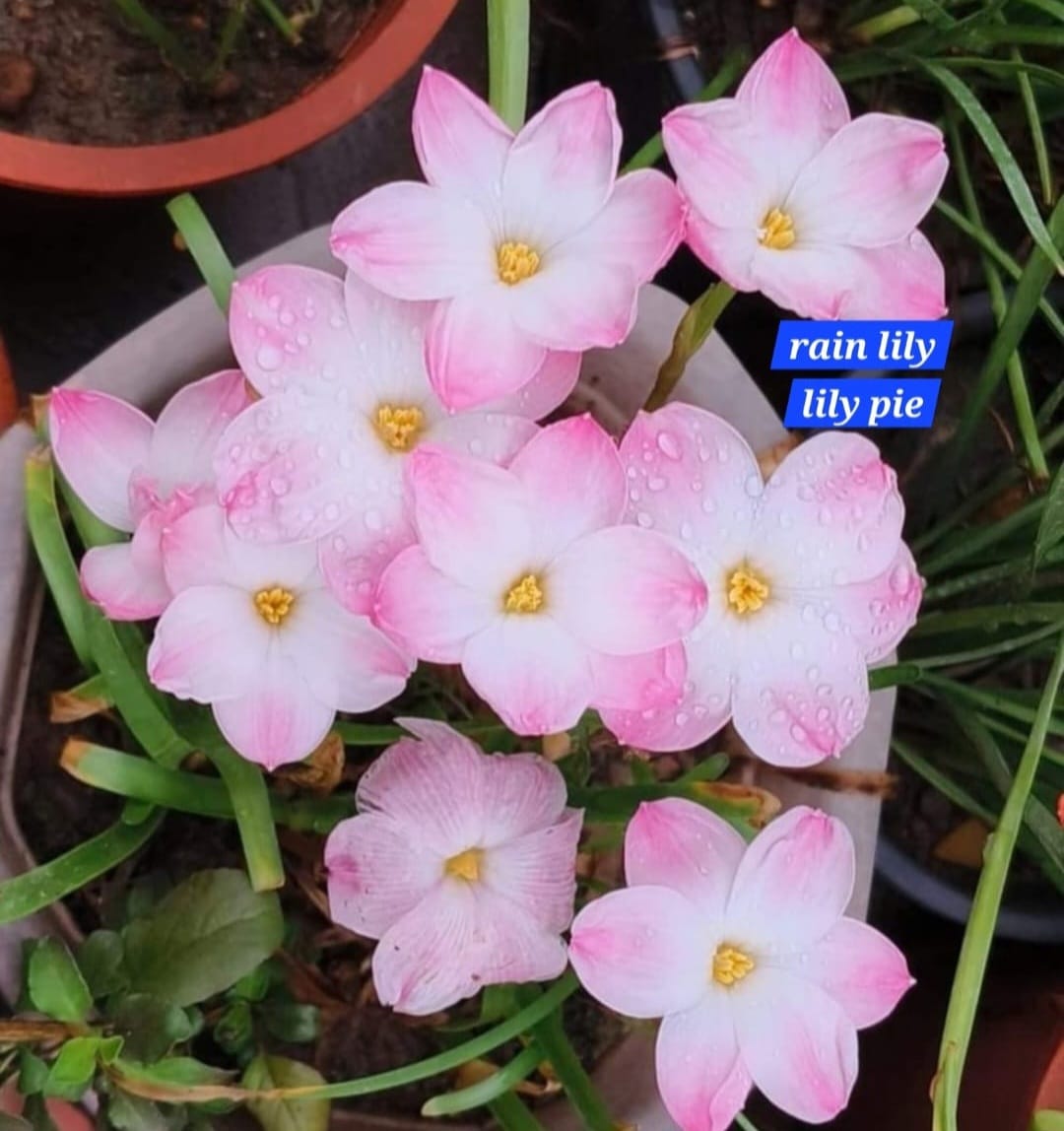 Rain Lily hybrid - Lily pie