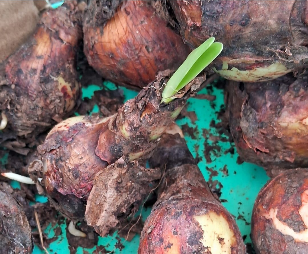 Amaryllis Lily multi petal pink