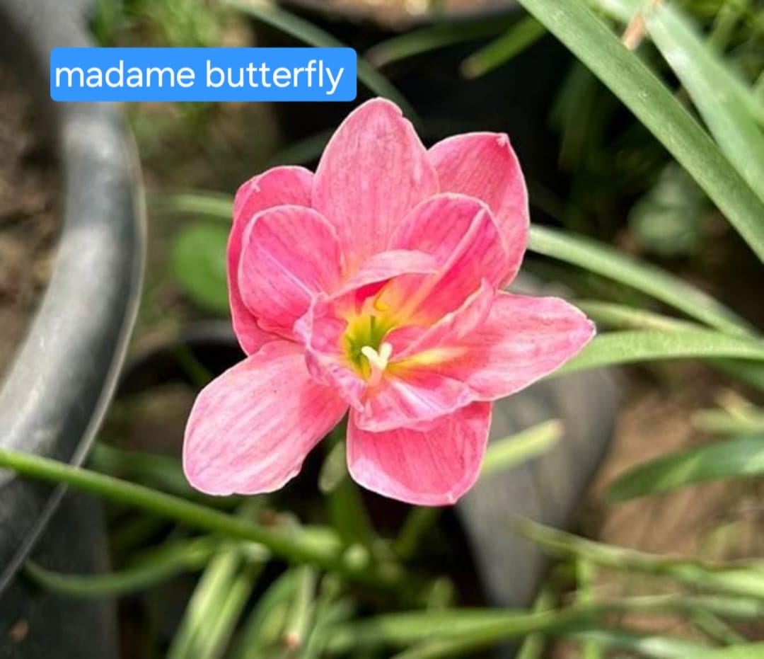 Rain Lily - Madam Butterfly