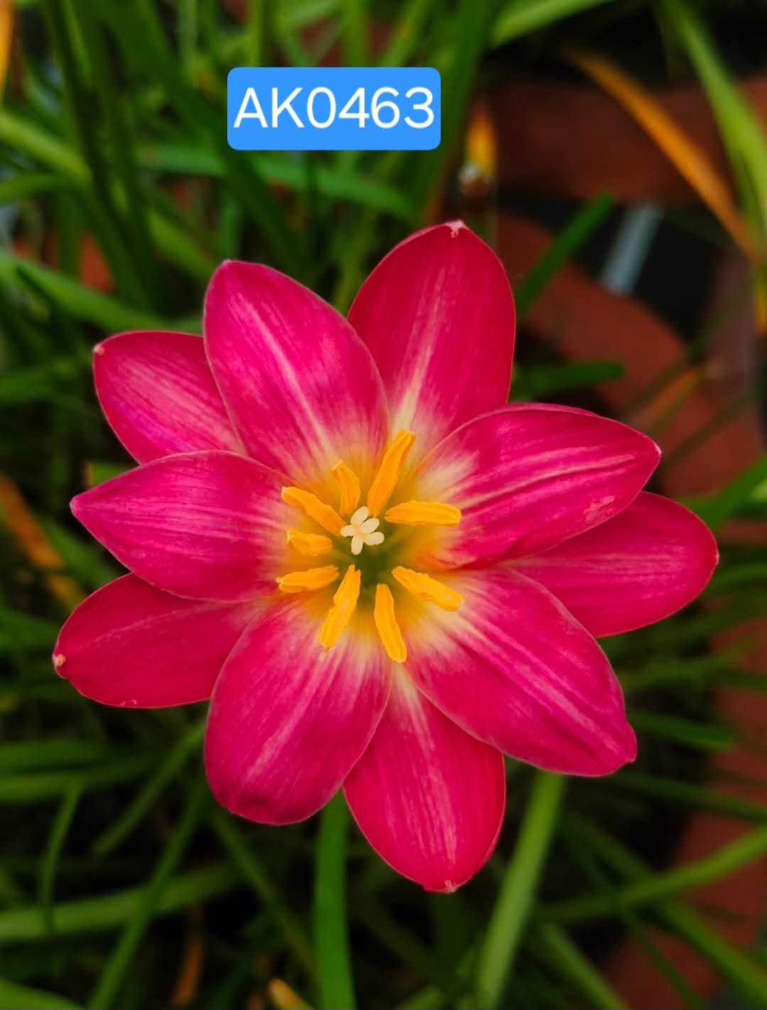 Rain Lily hybrid - AK0463