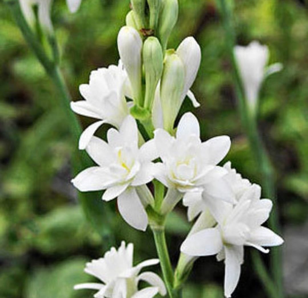 Tuberose/ Rajnigandha double petal
