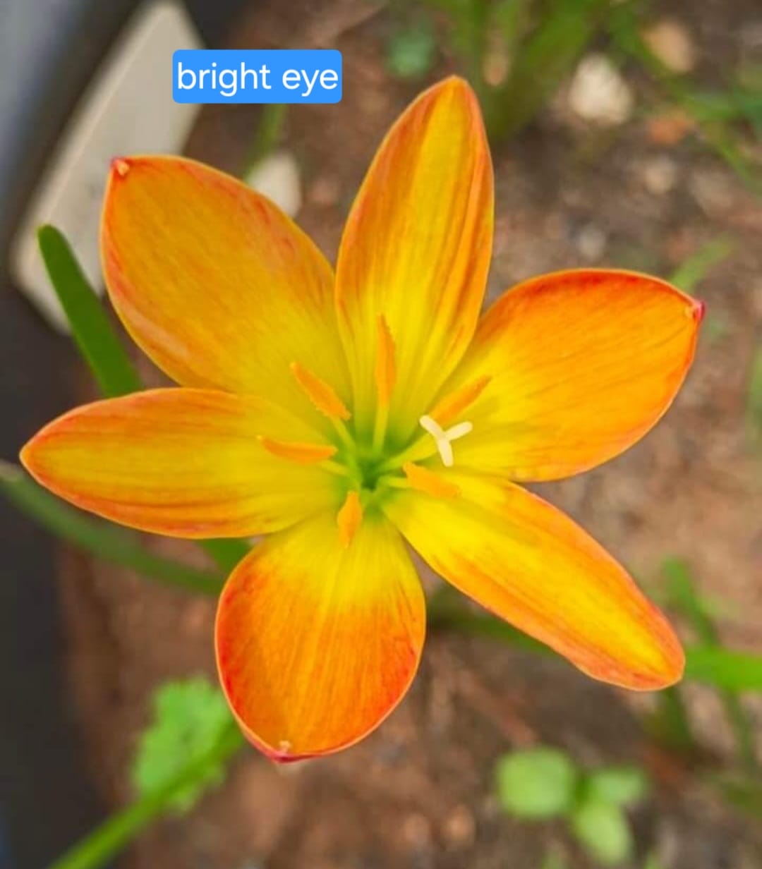 Rain Lily hybrid - Bright eye