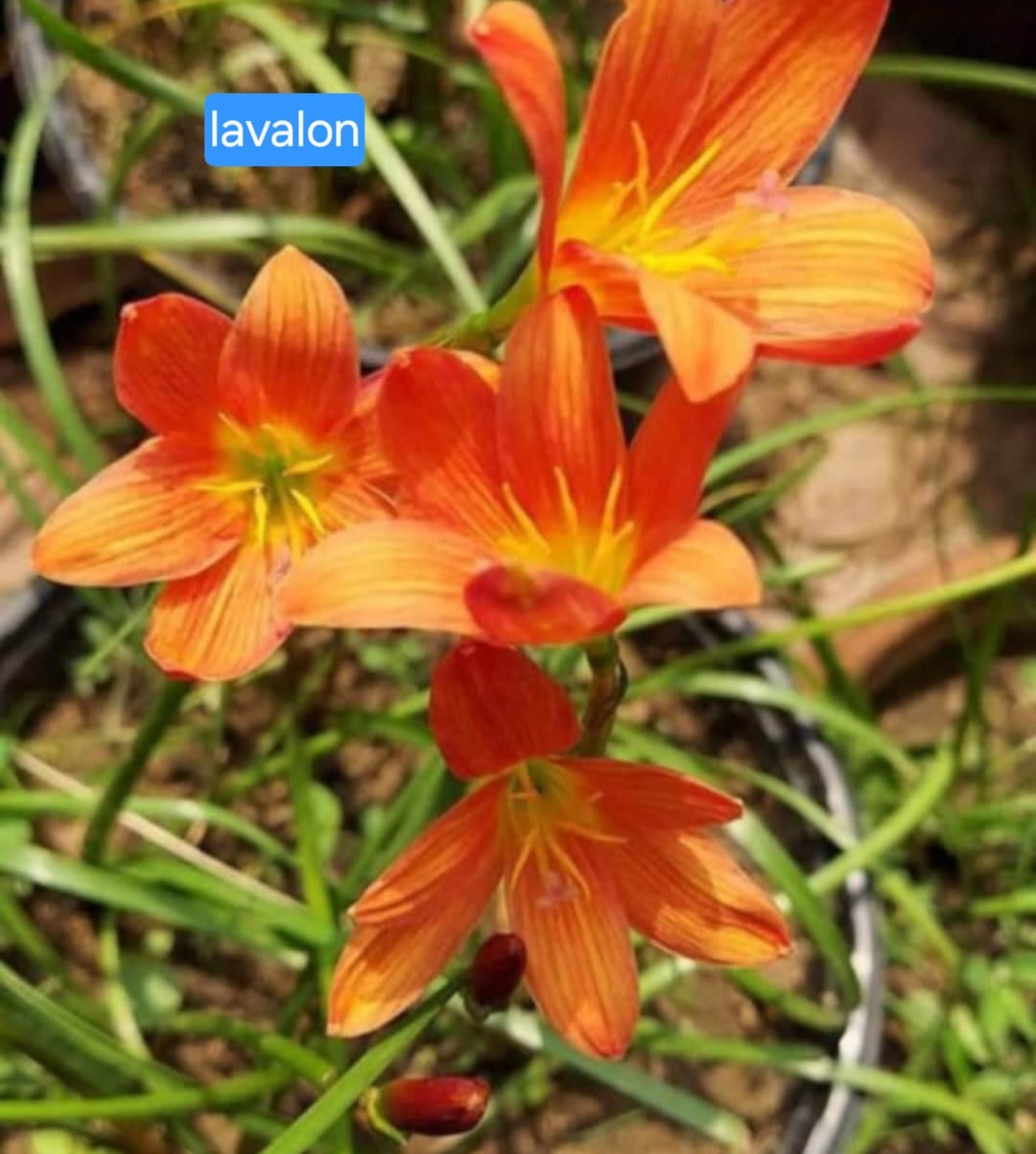 Rain Lily - Lavalon