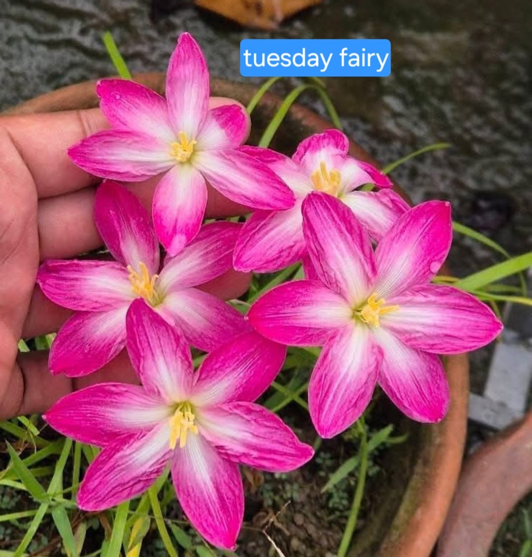 Rain Lily hybrid - Tuesday fairy