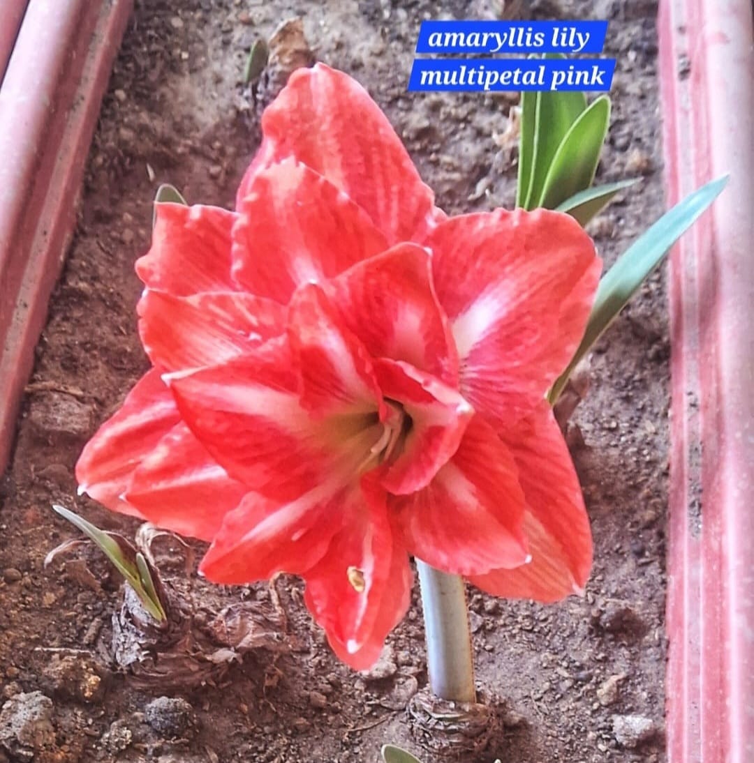 Amaryllis Lily multi petal pink