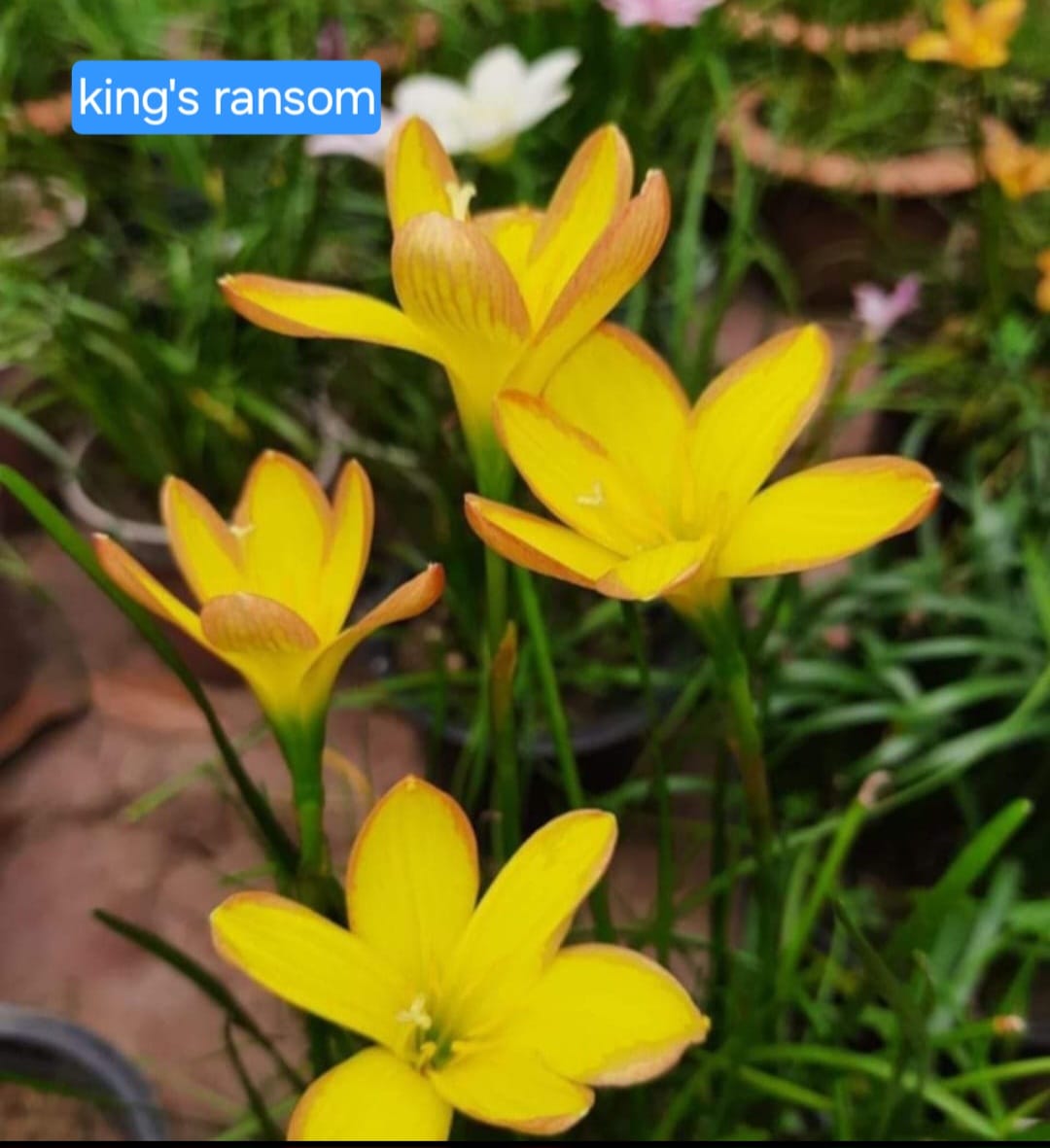Rain Lily - King's ransom