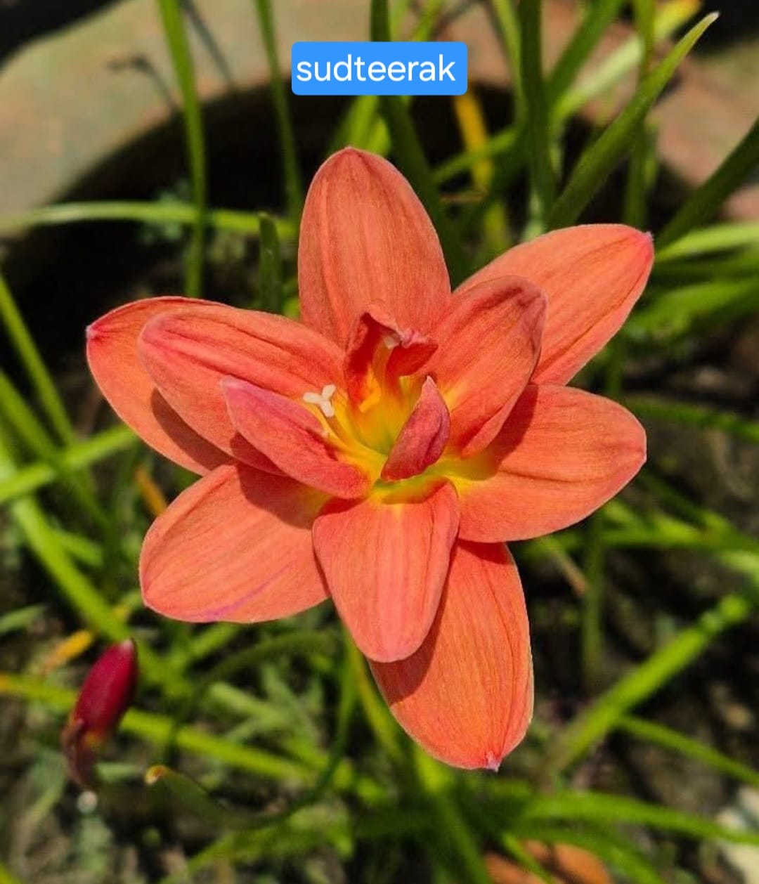 Rain Lily hybrid - Sudteerak