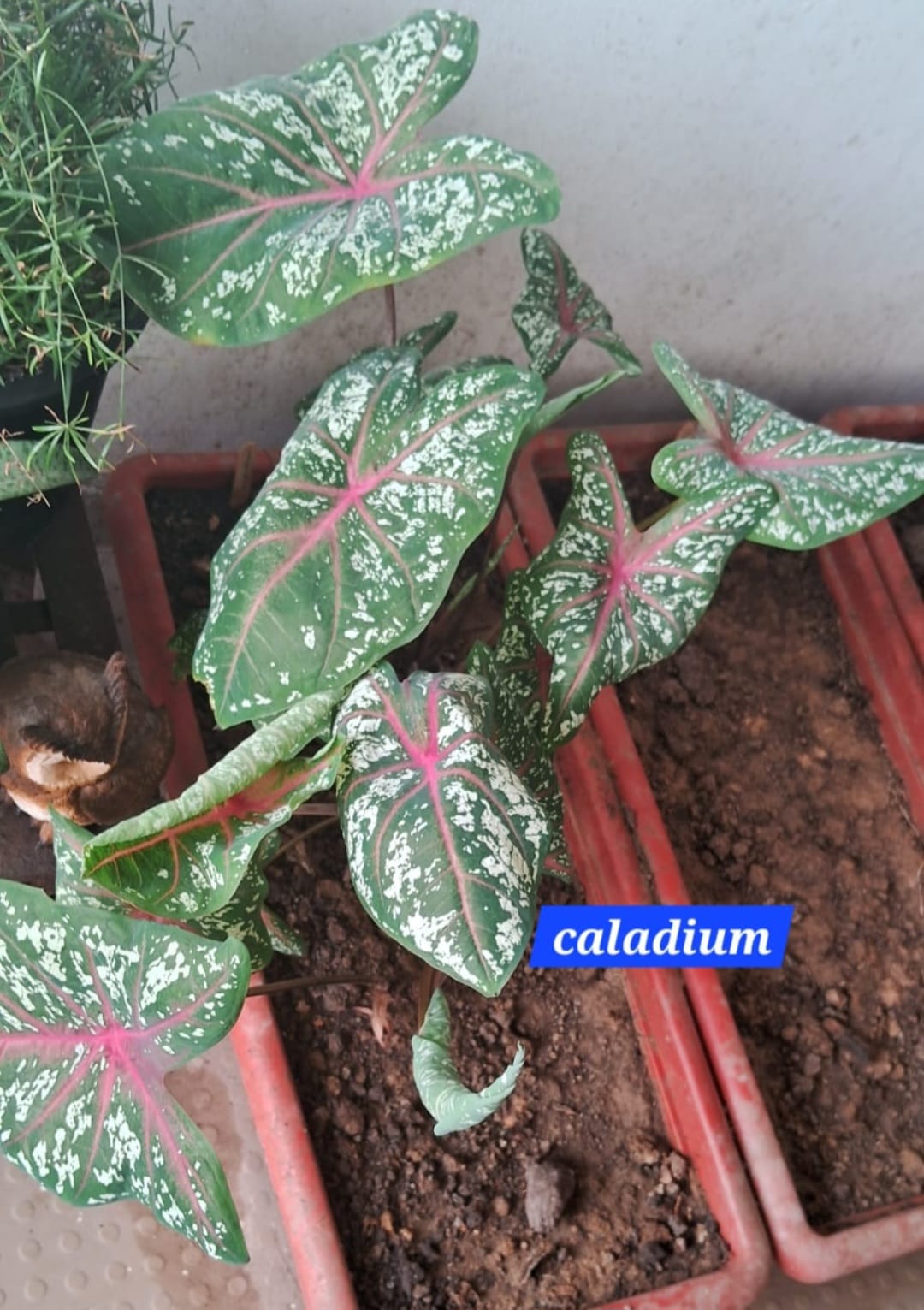 Caladium