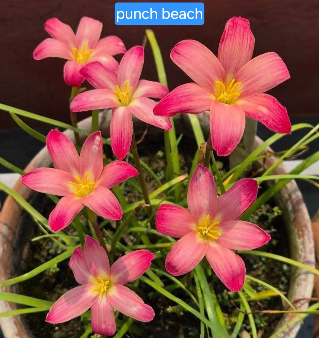 Rain Lily hybrid - Punch beach