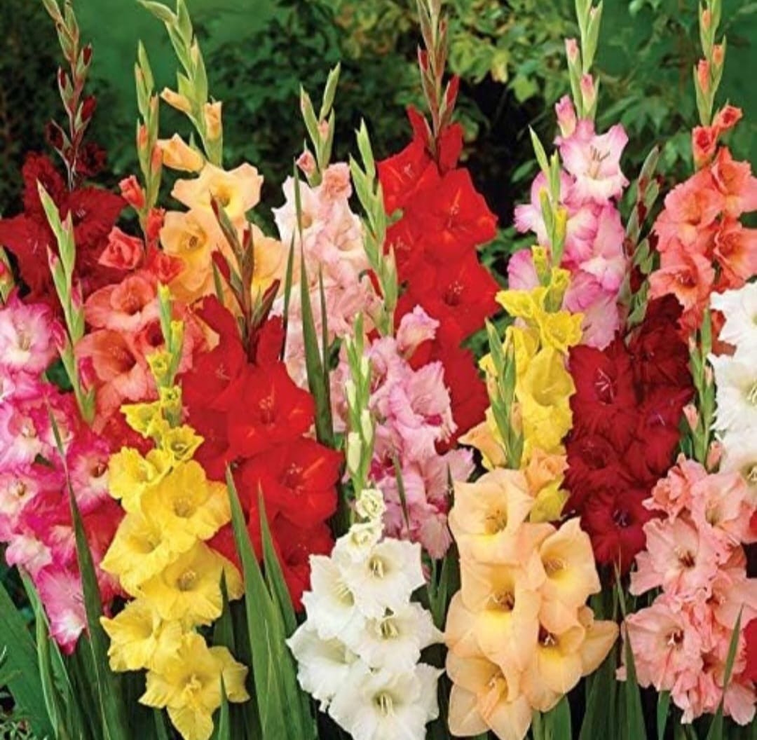 Gladiolus