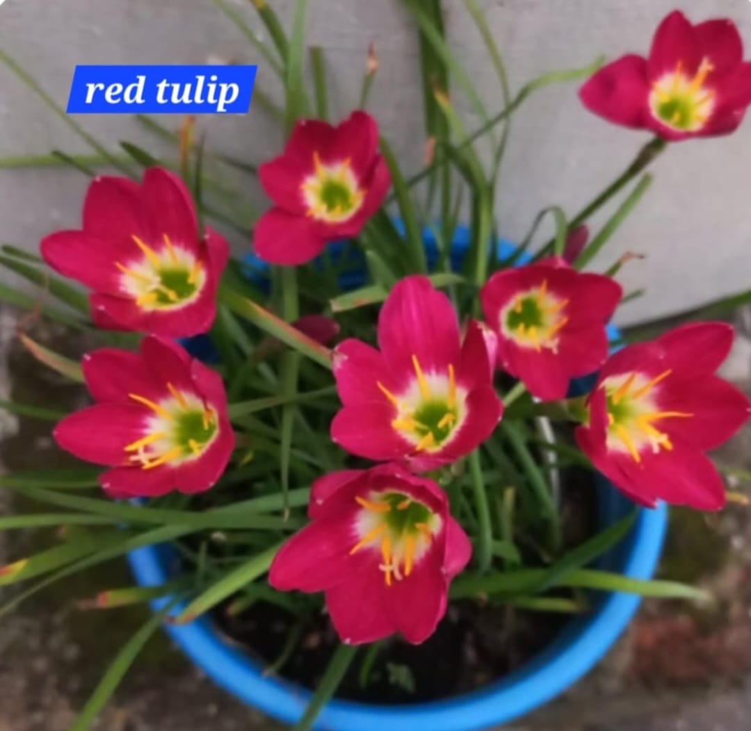 Rain Lily hybrid - Red Tulip