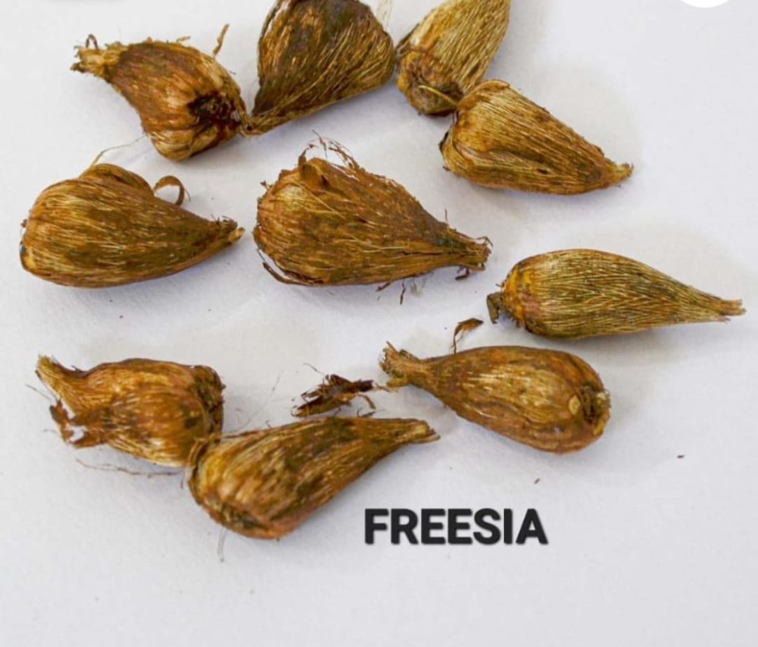 Freesia