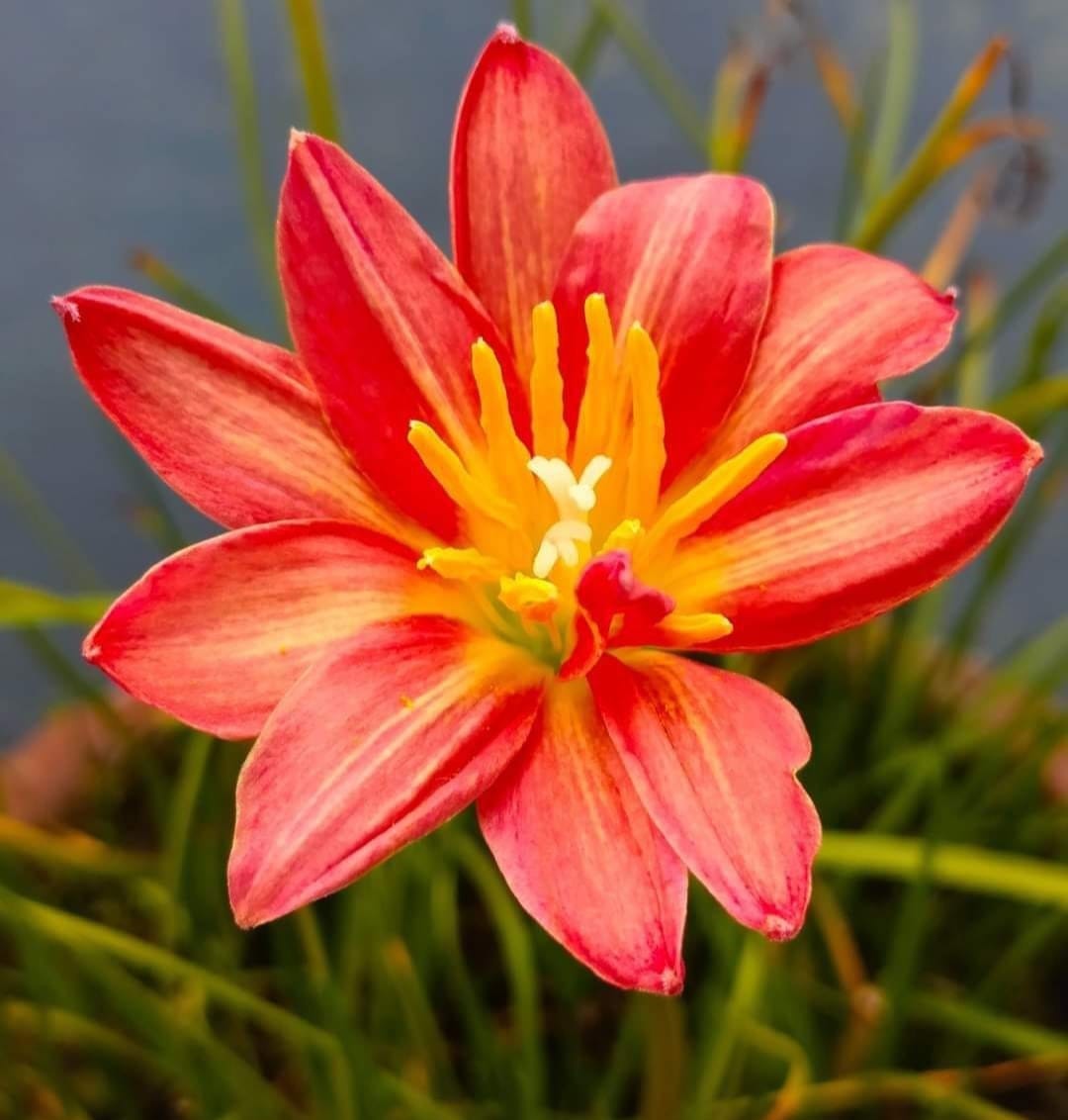 Rain Lily Hybrid - Maruko