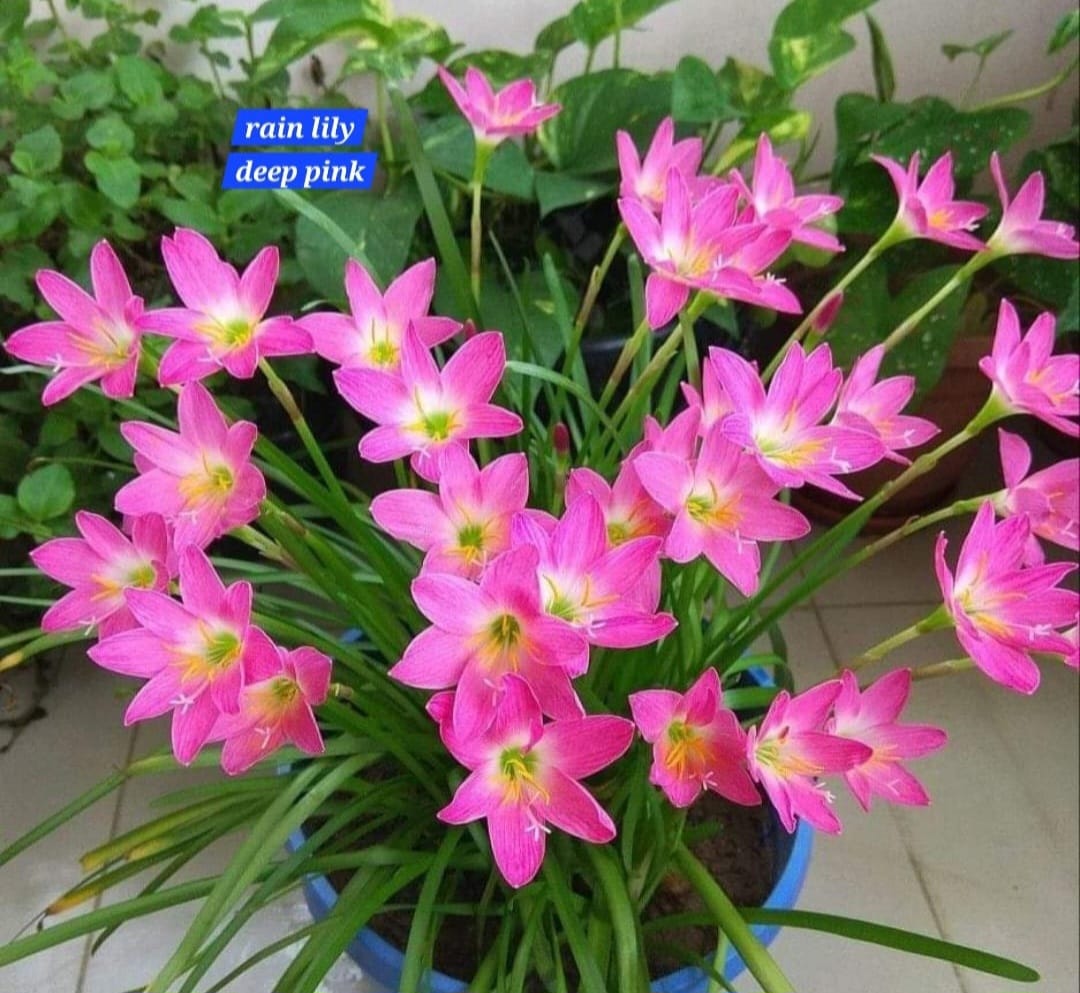Rain Lily - Rosea