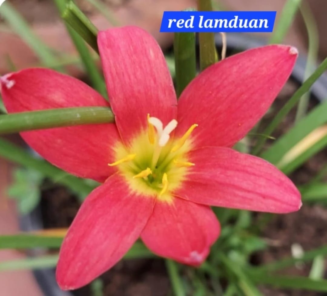 Rain Lily hybrid - Red Lamduan