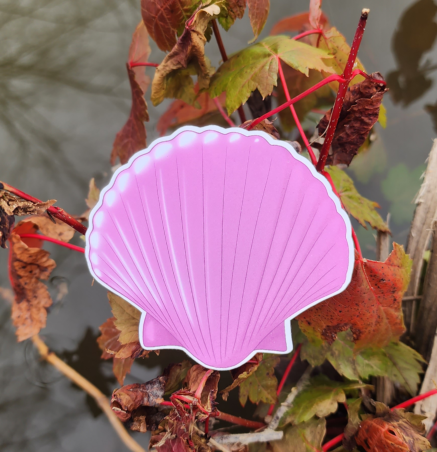 Pink Shell