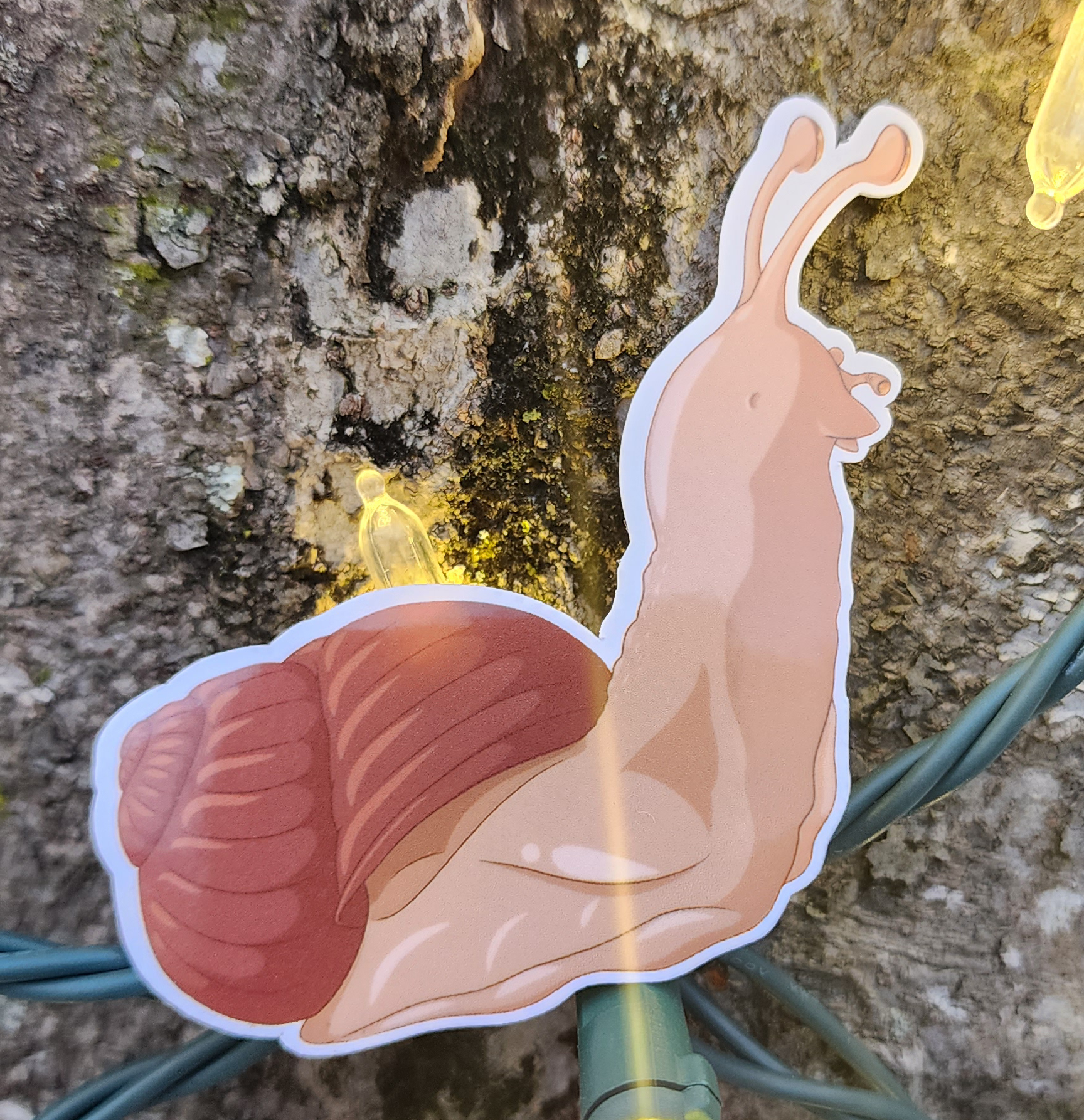 Orange Snail Looking Forward