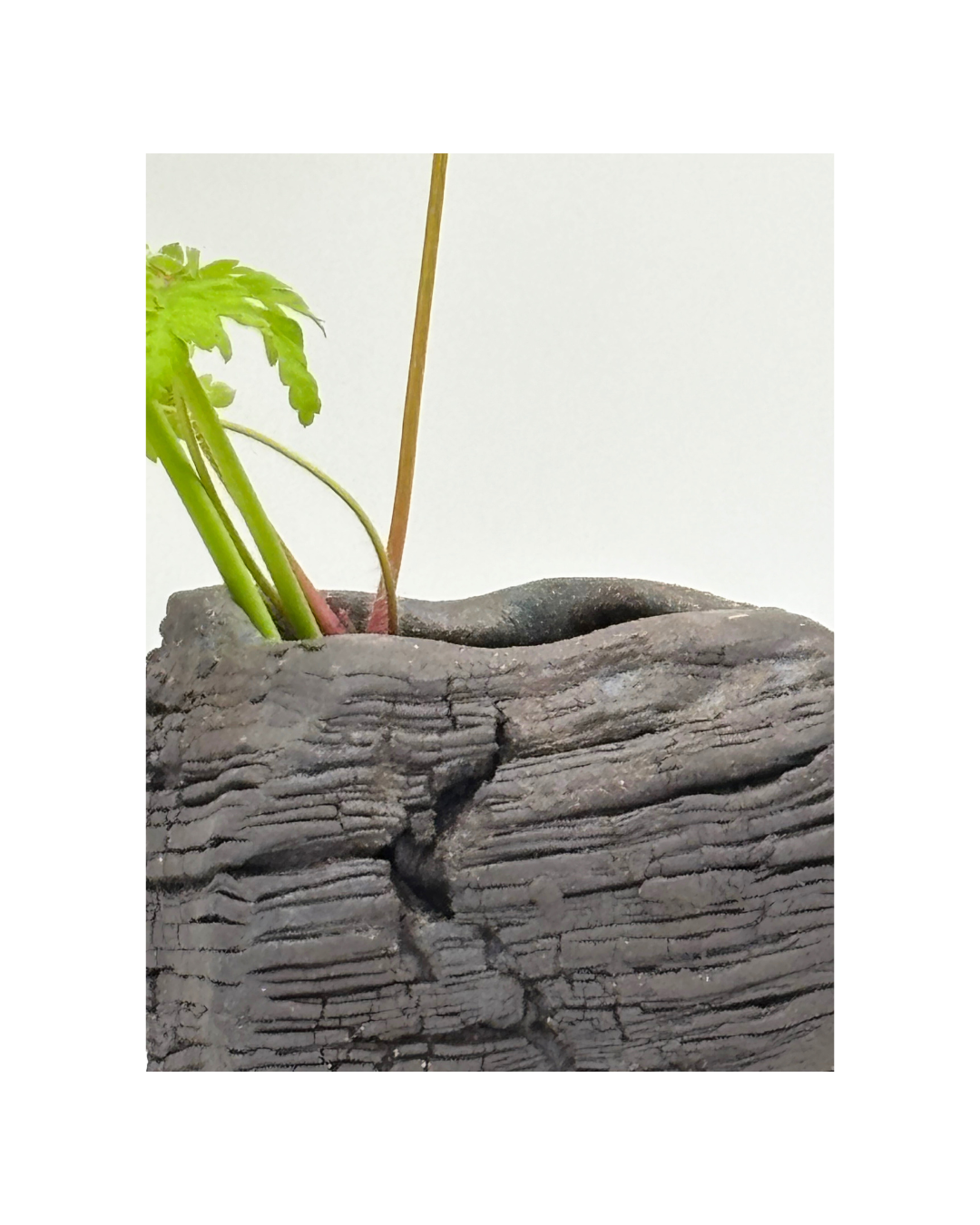 Vase noir