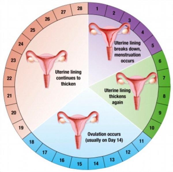 Menstrual Health - USD 50 per month