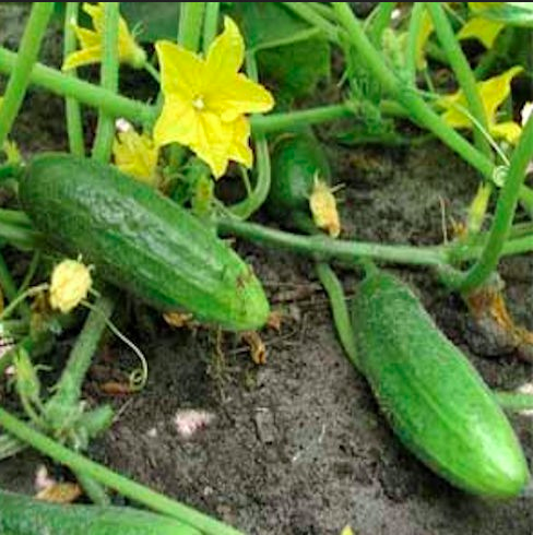 Cornichon 'HOKUS'