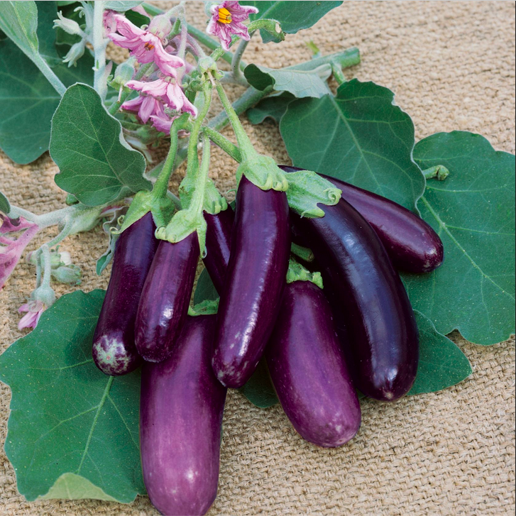 'JAPANESE PICKLING'