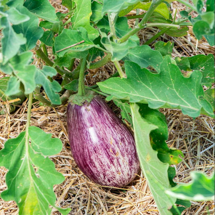 'TSAKONIKI'
