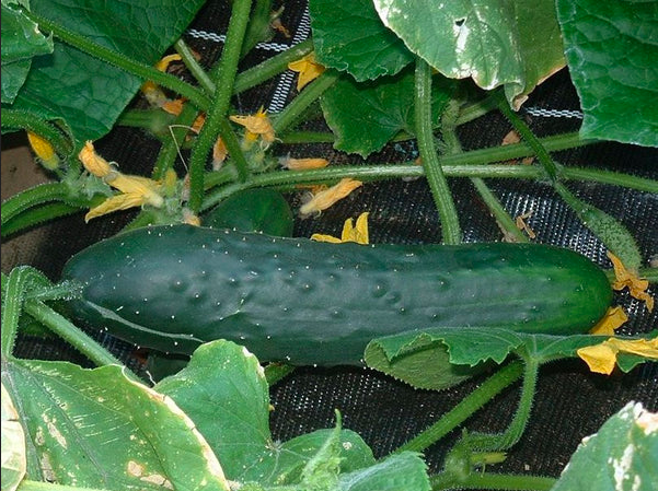Concombre 'MARKETMORE' 
