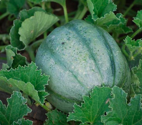 'VIEILLE FRANCE'
