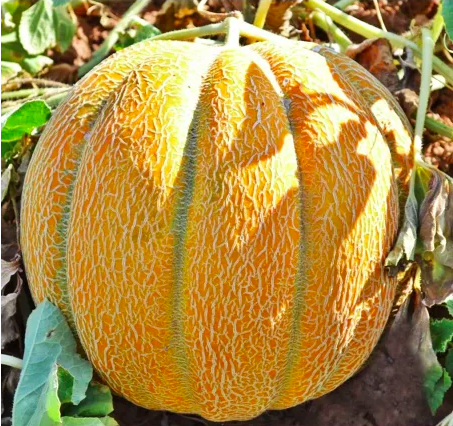 'ETHIOPIAN'