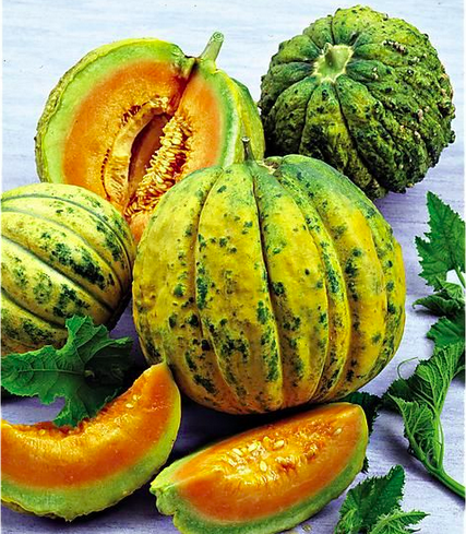 'ZATTA DI MASSA' / 'ZATTA' / 'ZATTA ARANCINA' / 'MELONE COTOGNO' / 'MASSA'