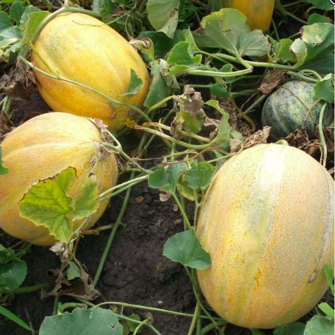 'DUBOVKA'