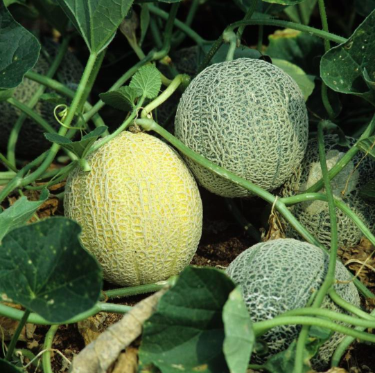 'SUCRIN DE TOURS'